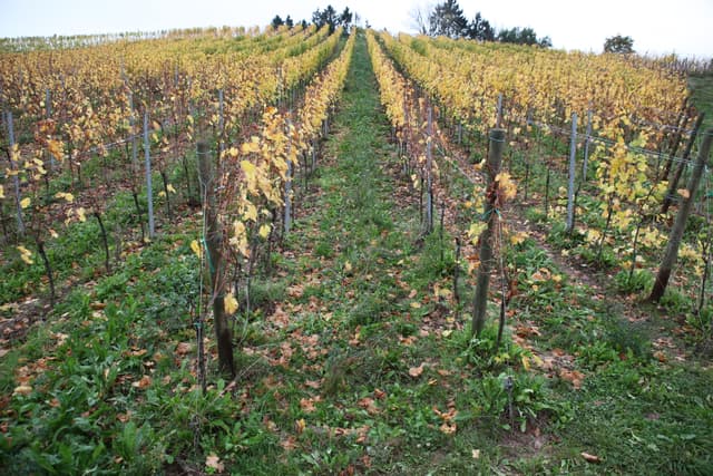 Viticulteur/trice (transfrontalier)